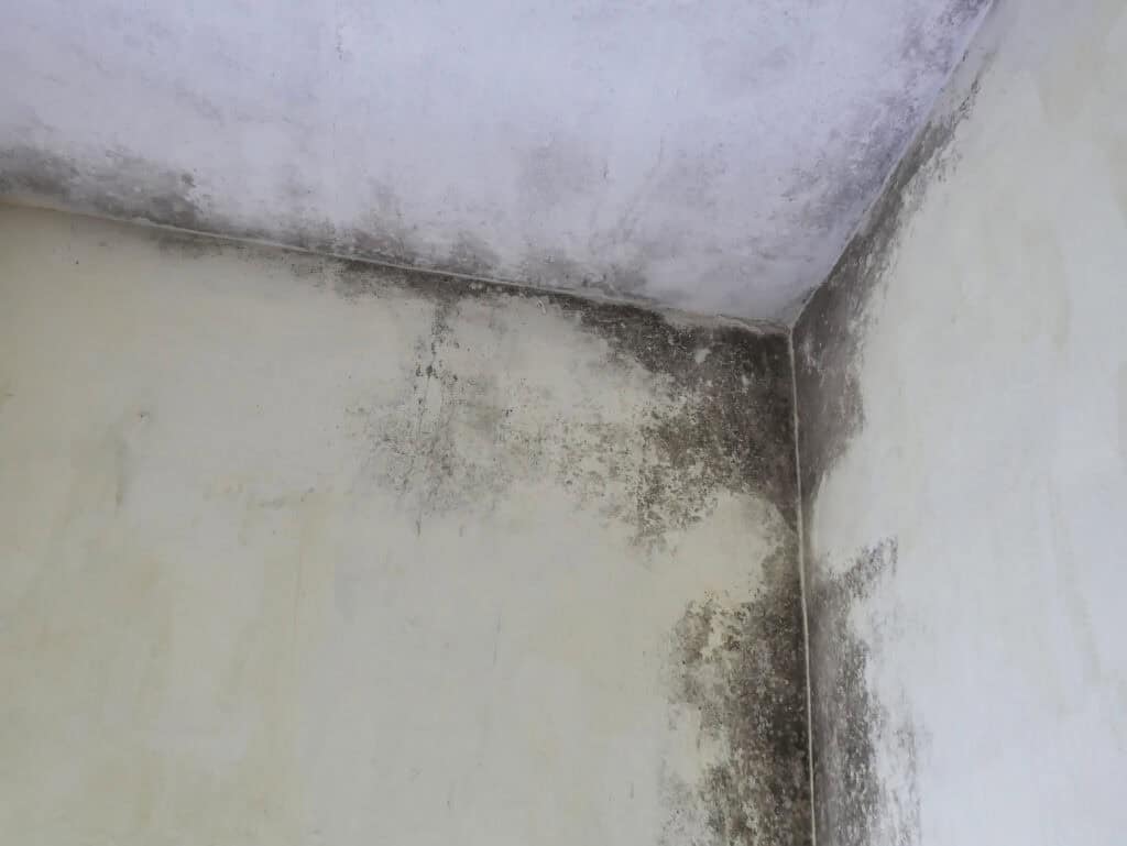 Mould growth on indoor wall corners due to dampness and poor ventilation, highlighting the importance of property mould removal and damp problem solutions for property preservation.