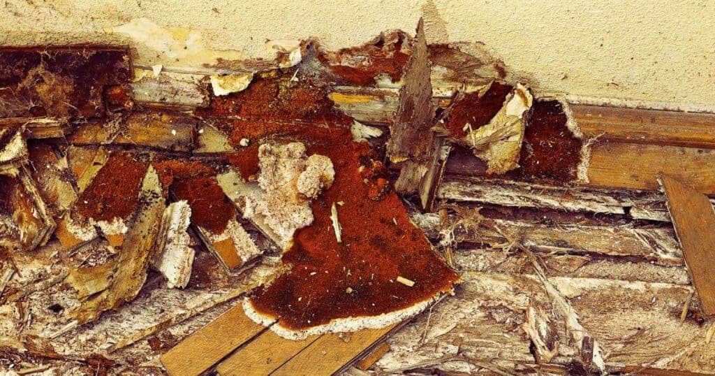 An image showing extensive dry rot damage on a wooden wall and floor, highlighting the importance of professional property inspection and repair.