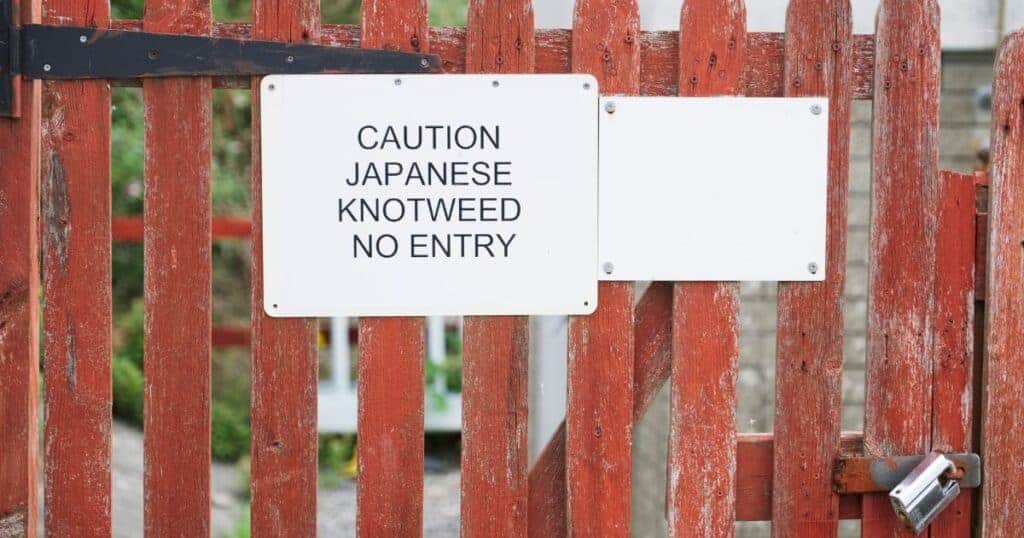 Warning sign on a wooden fence indicating Japanese Knotweed, highlighting the importance of property management and legal considerations when dealing with invasive plants.