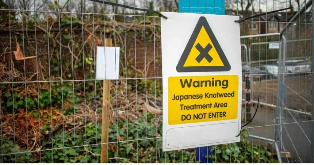 Warning sign indicating Japanese Knotweed treatment area, advising not to enter, on a fenced property site.