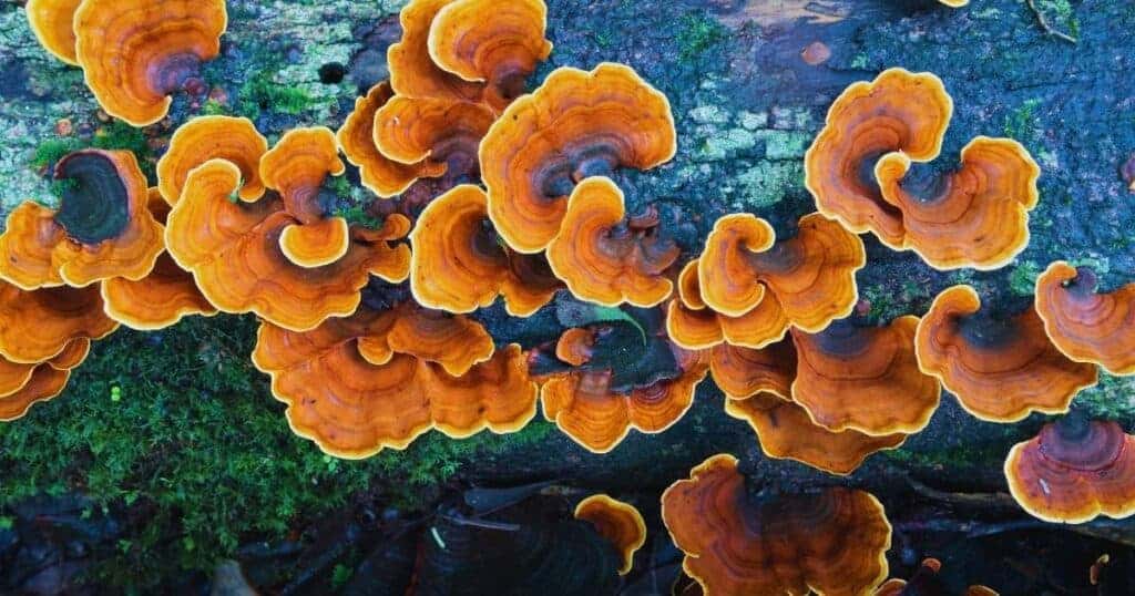 Close-up of vibrant orange and yellow fungi growing on decayed wood, highlighting the effects of wet rot in homes.