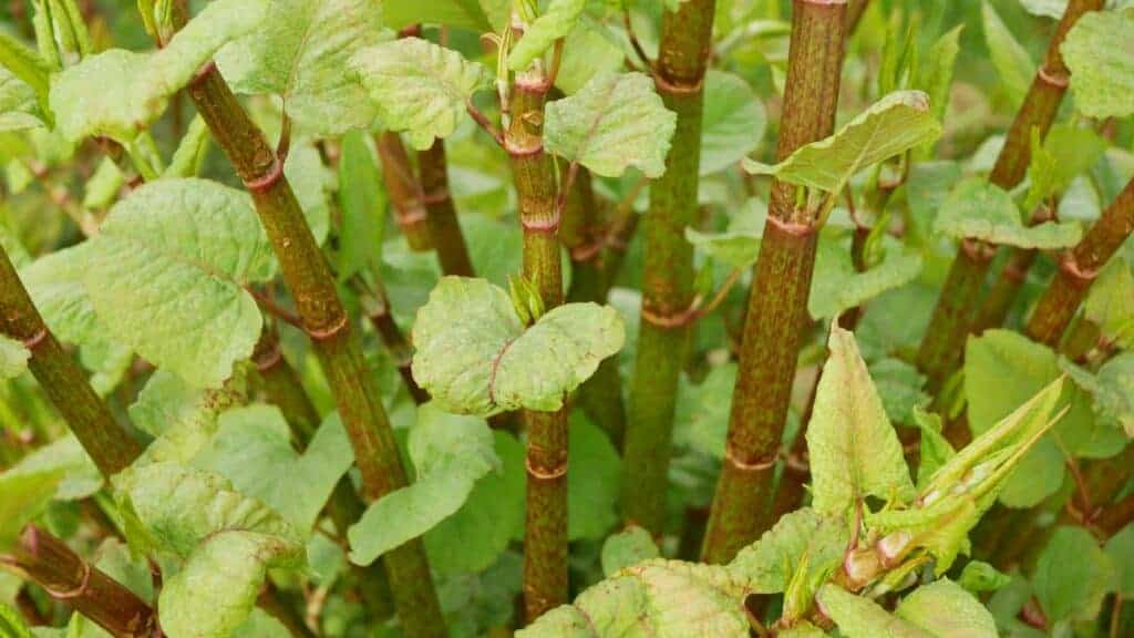Close-up of Japanese Knotweed stems and leaves, highlighting invasive plant species often found near residential properties.