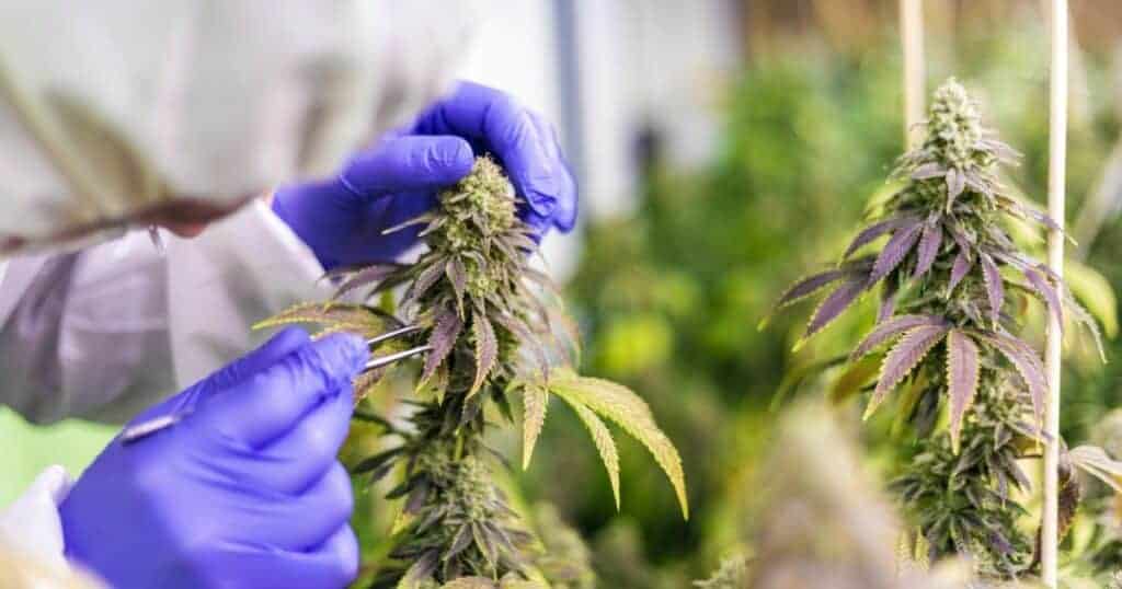 Close-up of a person in gloves inspecting cannabis plants in a controlled grow room environment.