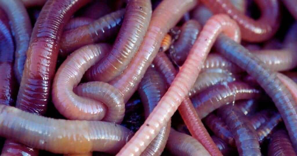 Close-up of numerous woodworms in untreated wood, highlighting the damage caused by woodworm pests in property structures.