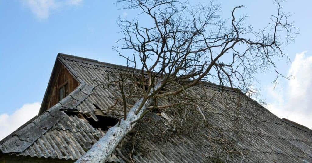 Tree roots causing damage to the roof of a house, highlighting potential structural issues and the importance of property inspection.